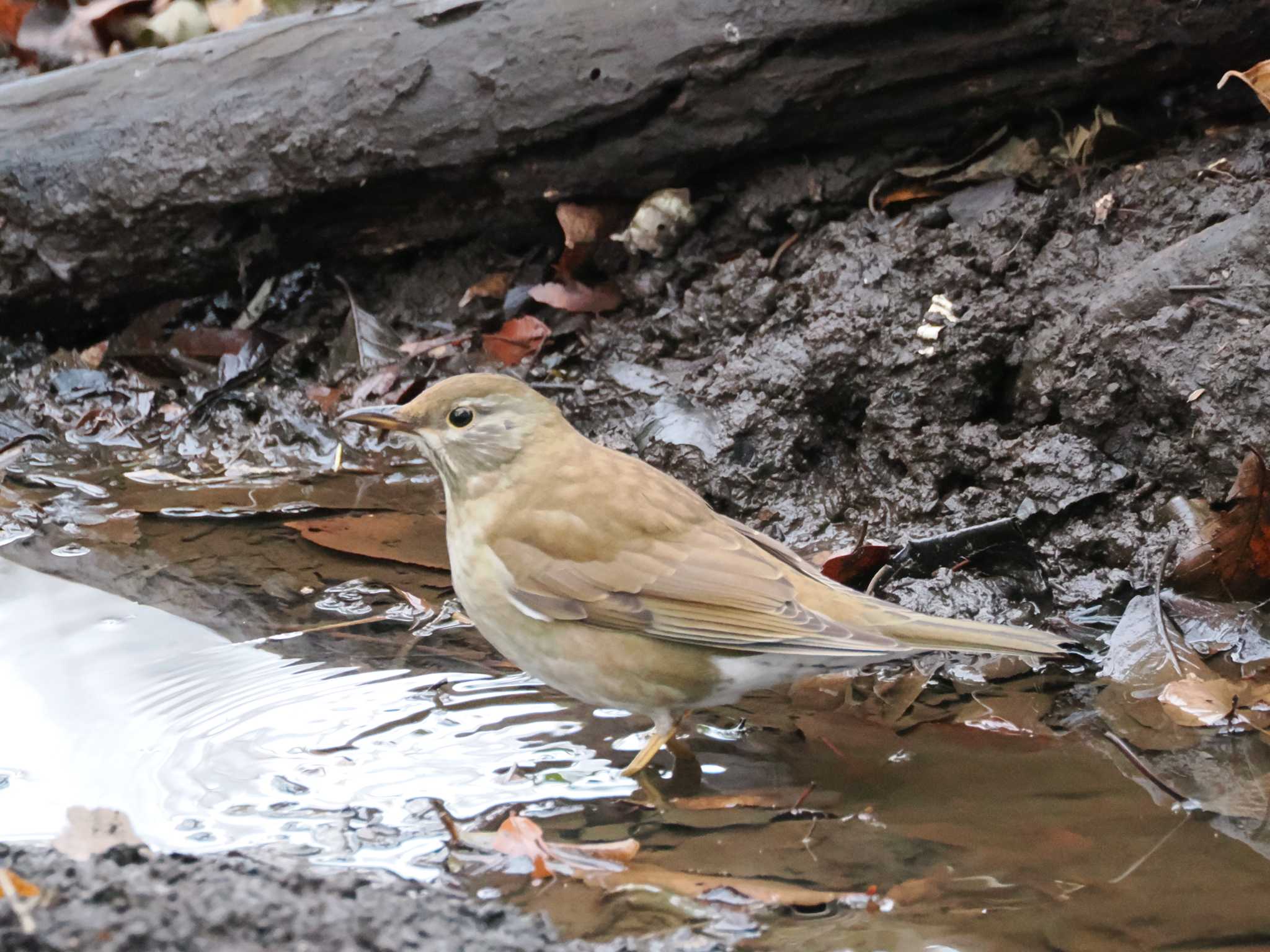 Photo of Pale Thrush at 権現山(弘法山公園) by こむぎこねこ