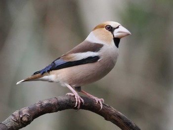 Wed, 1/3/2024 Birding report at 権現山(弘法山公園)