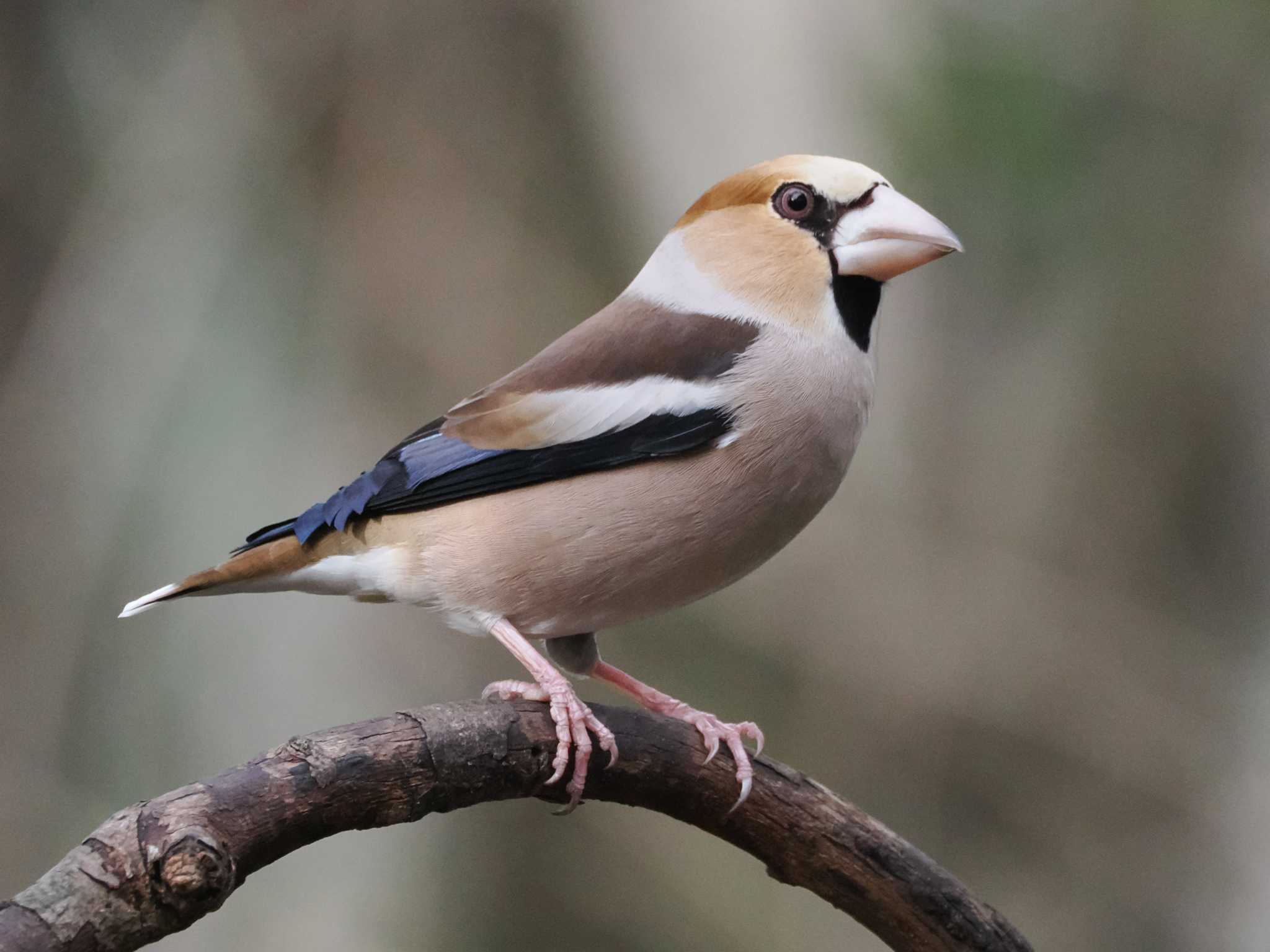 Hawfinch