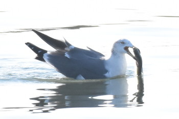 オオセグロカモメ 葛西臨海公園 2018年10月29日(月)