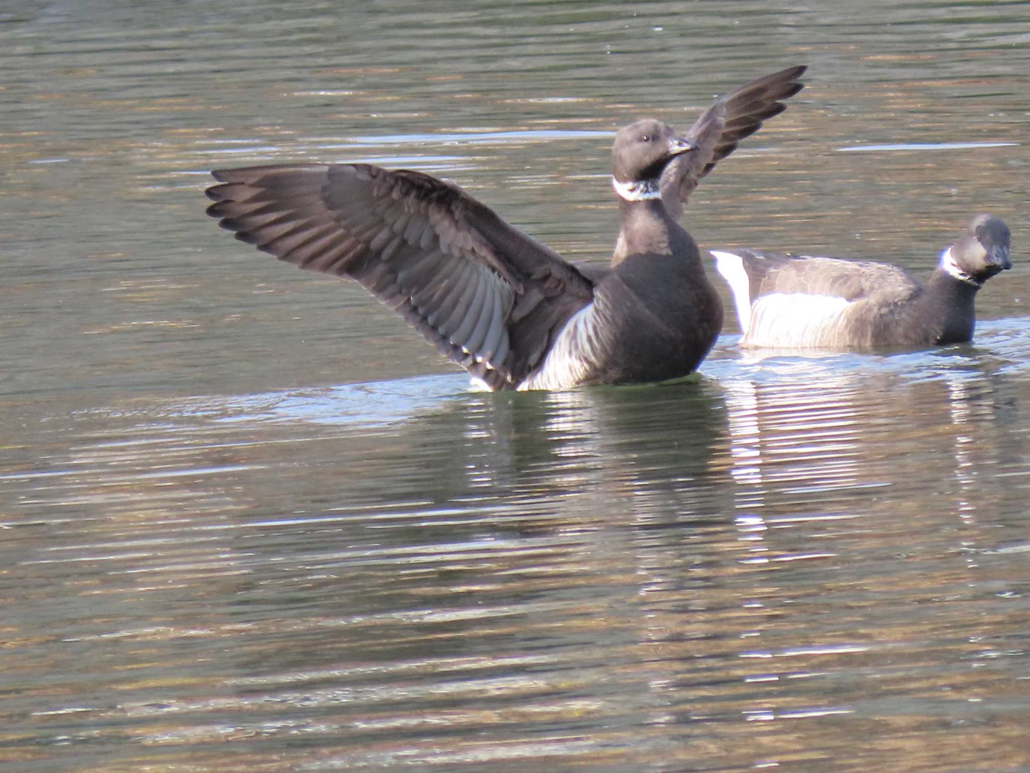 Brant Goose