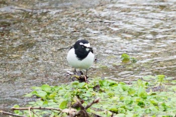 セグロセキレイ 恵庭公園 2024年1月3日(水)