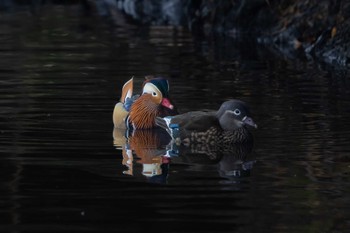 オシドリ 場所が不明 2024年1月3日(水)