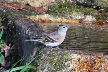 2023年12月30日(土) 京都御苑の野鳥観察記録