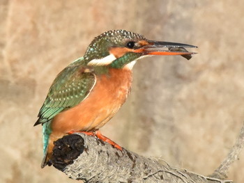 カワセミ 葛西臨海公園 2018年10月29日(月)