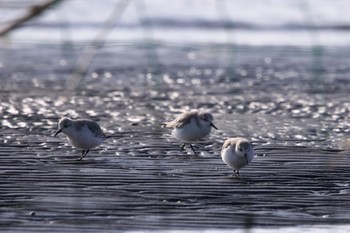 ミユビシギ ふなばし三番瀬海浜公園 2023年12月30日(土)