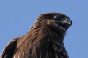 Black Kite 鴨川デルタ Sat, 12/30/2023