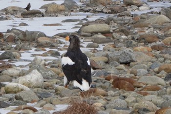 Steller's Sea Eagle えりも町 Wed, 1/3/2024