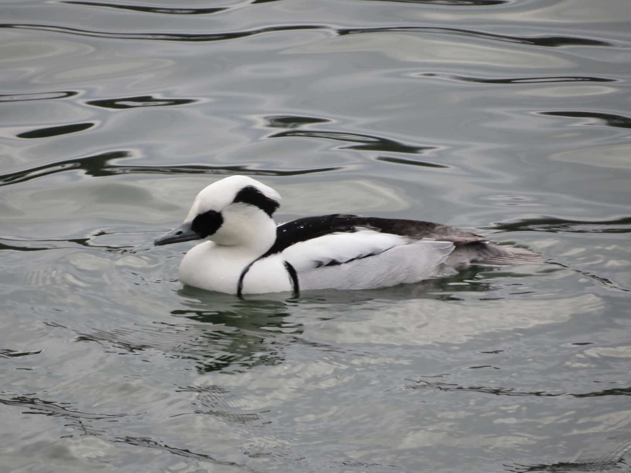 Smew