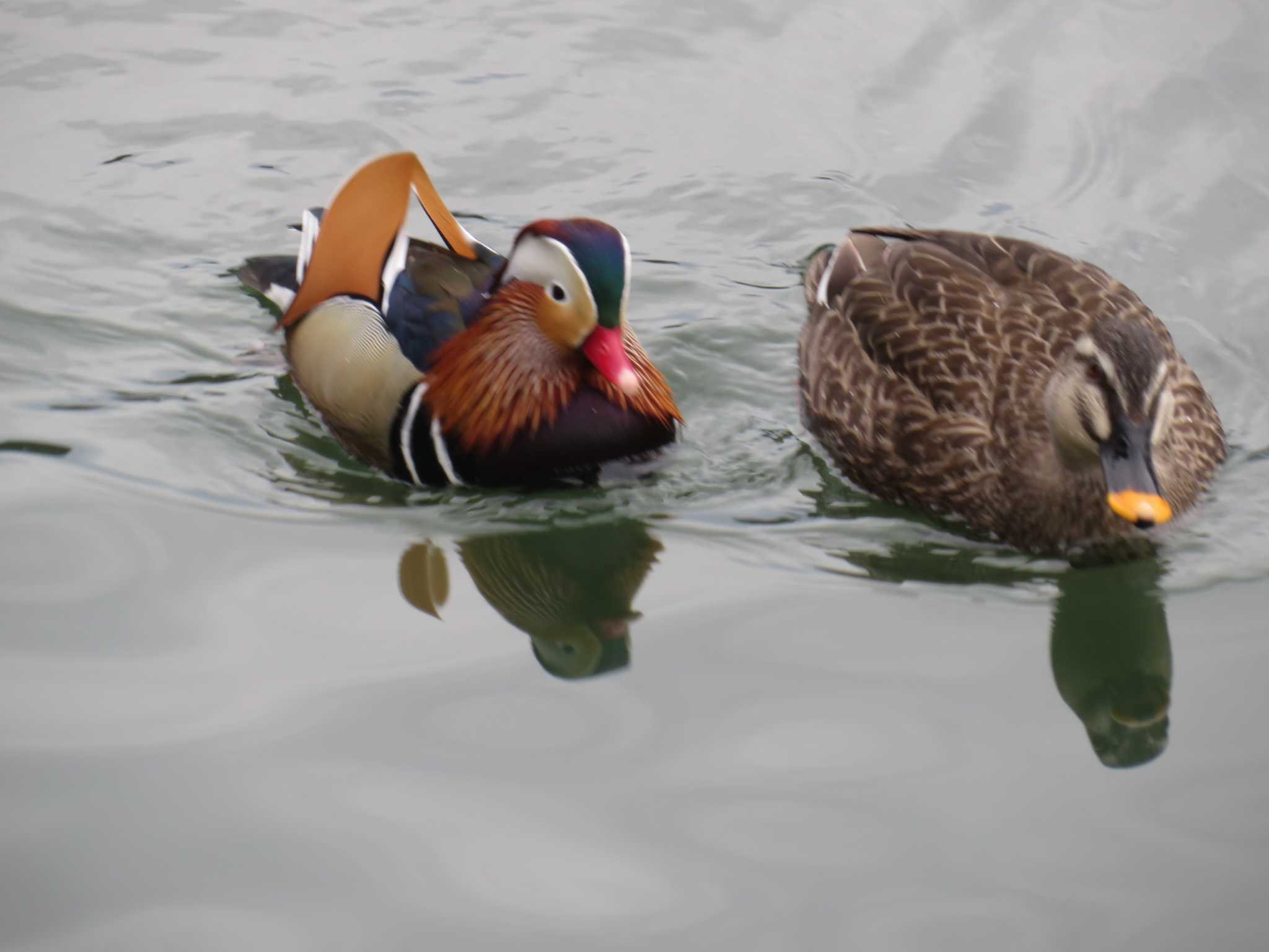 Mandarin Duck