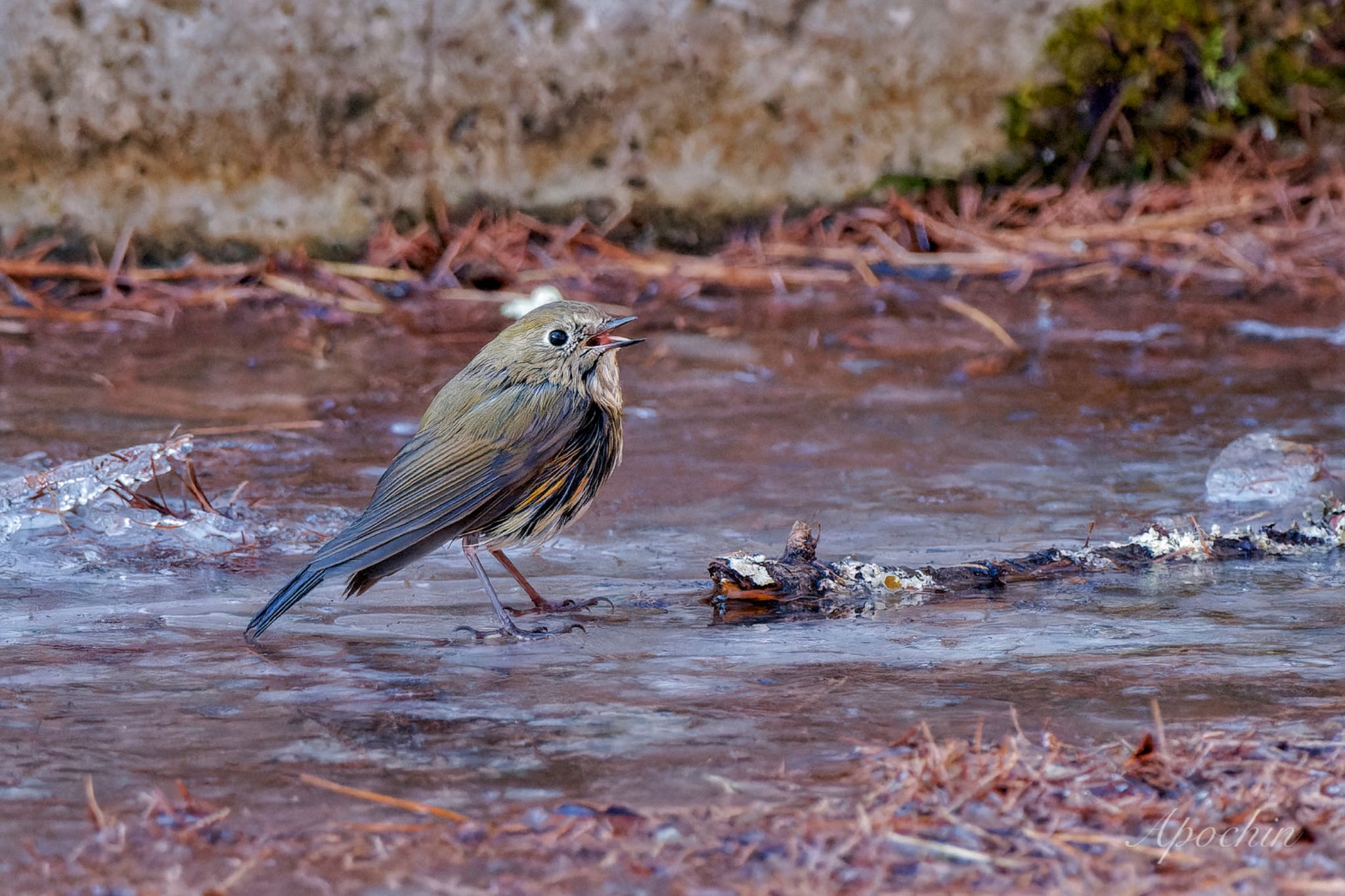 Photo of Red-flanked Bluetail at 創造の森(山梨県) by アポちん