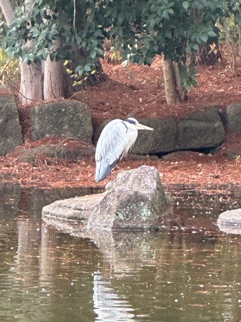 Grey Heron Hikarigaoka Park Wed, 1/3/2024