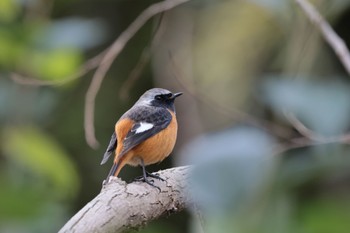 Daurian Redstart 馬見丘陵公園 Wed, 1/3/2024