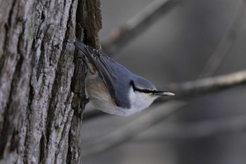 Eurasian Nuthatch(asiatica) Unknown Spots Fri, 12/29/2023