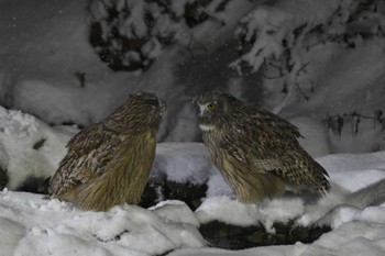 2023年12月16日(土) 民宿 鷲の宿(羅臼)の野鳥観察記録