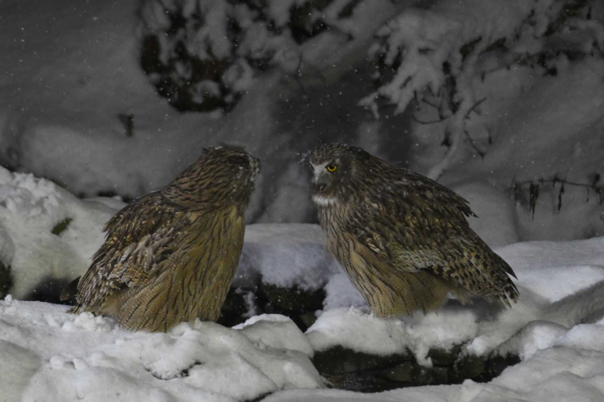 Blakiston's Fish Owl