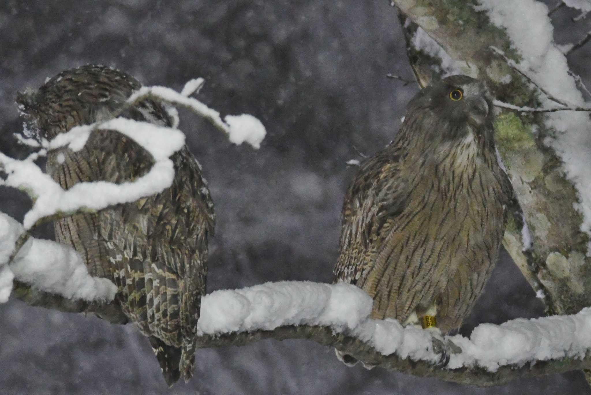 Photo of Blakiston's Fish Owl at 民宿 鷲の宿(羅臼) by あひる