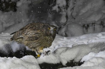 Blakiston's Fish Owl 民宿 鷲の宿(羅臼) Sat, 12/16/2023