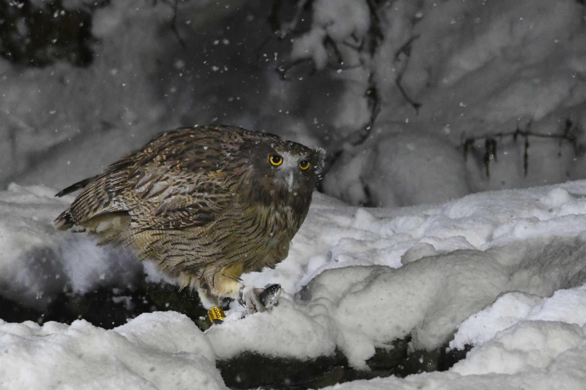 Blakiston's Fish Owl