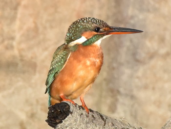 カワセミ 葛西臨海公園 2018年10月29日(月)