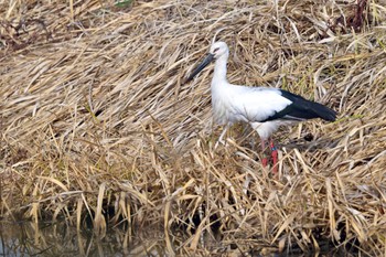 コウノトリ 場所が不明 2023年12月16日(土)