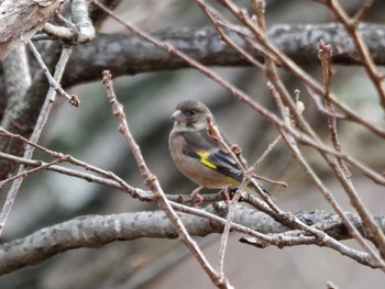 2024年1月3日(水) 横浜市立金沢自然公園の野鳥観察記録