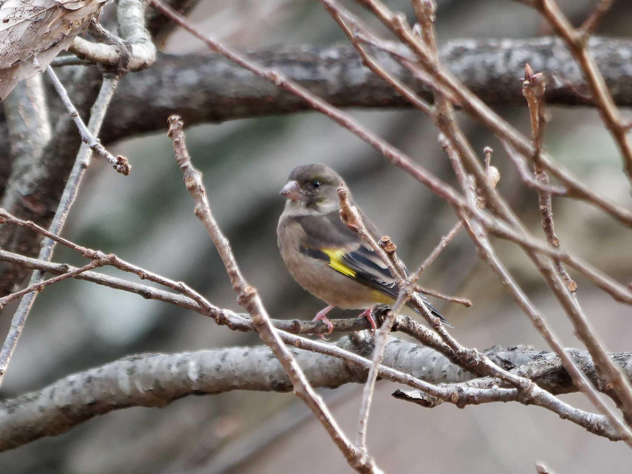 Photo of Grey-capped Greenfinch at 横浜市立金沢自然公園 by しおまつ