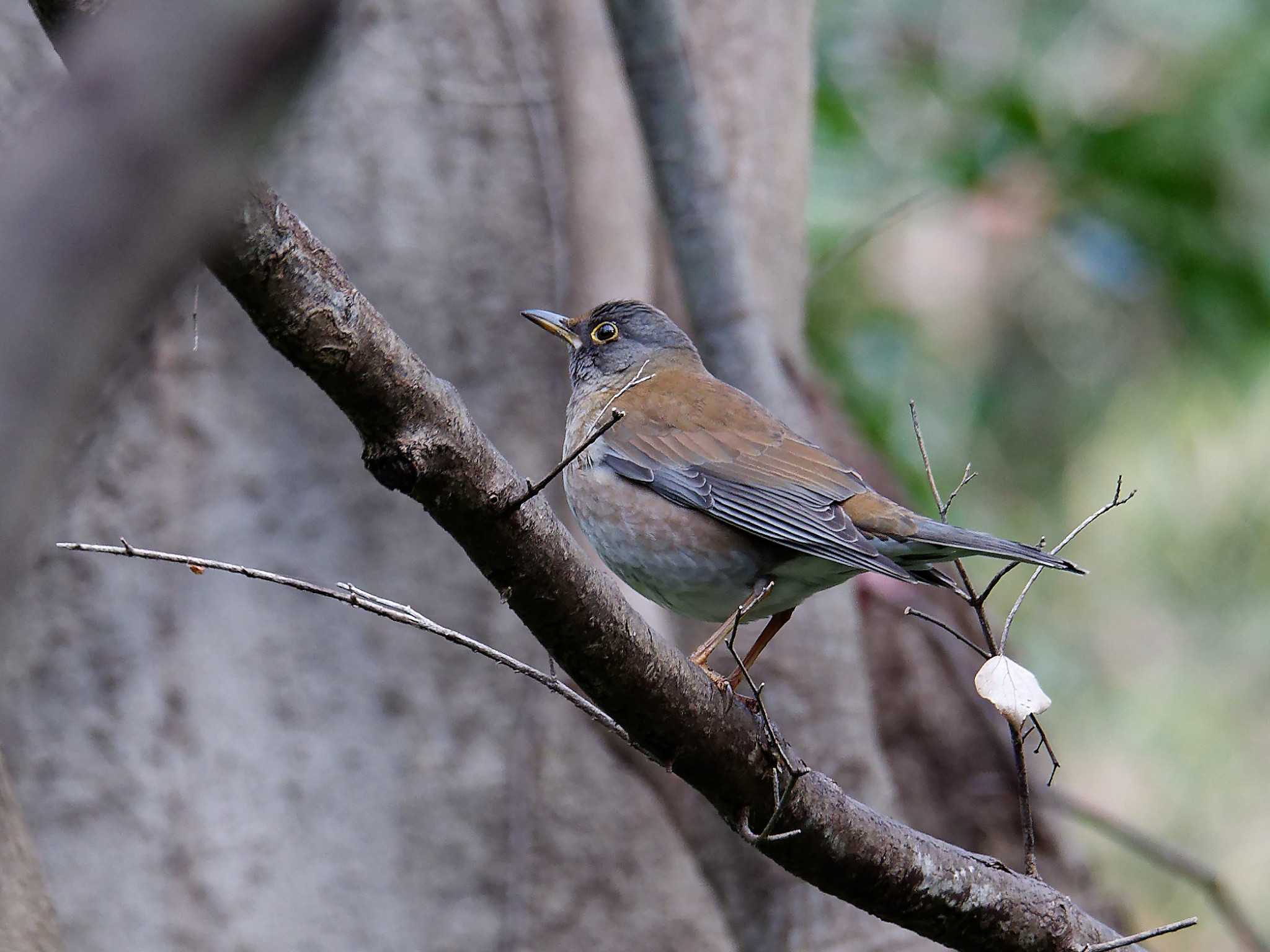 Photo of Pale Thrush at 横浜市立金沢自然公園 by しおまつ