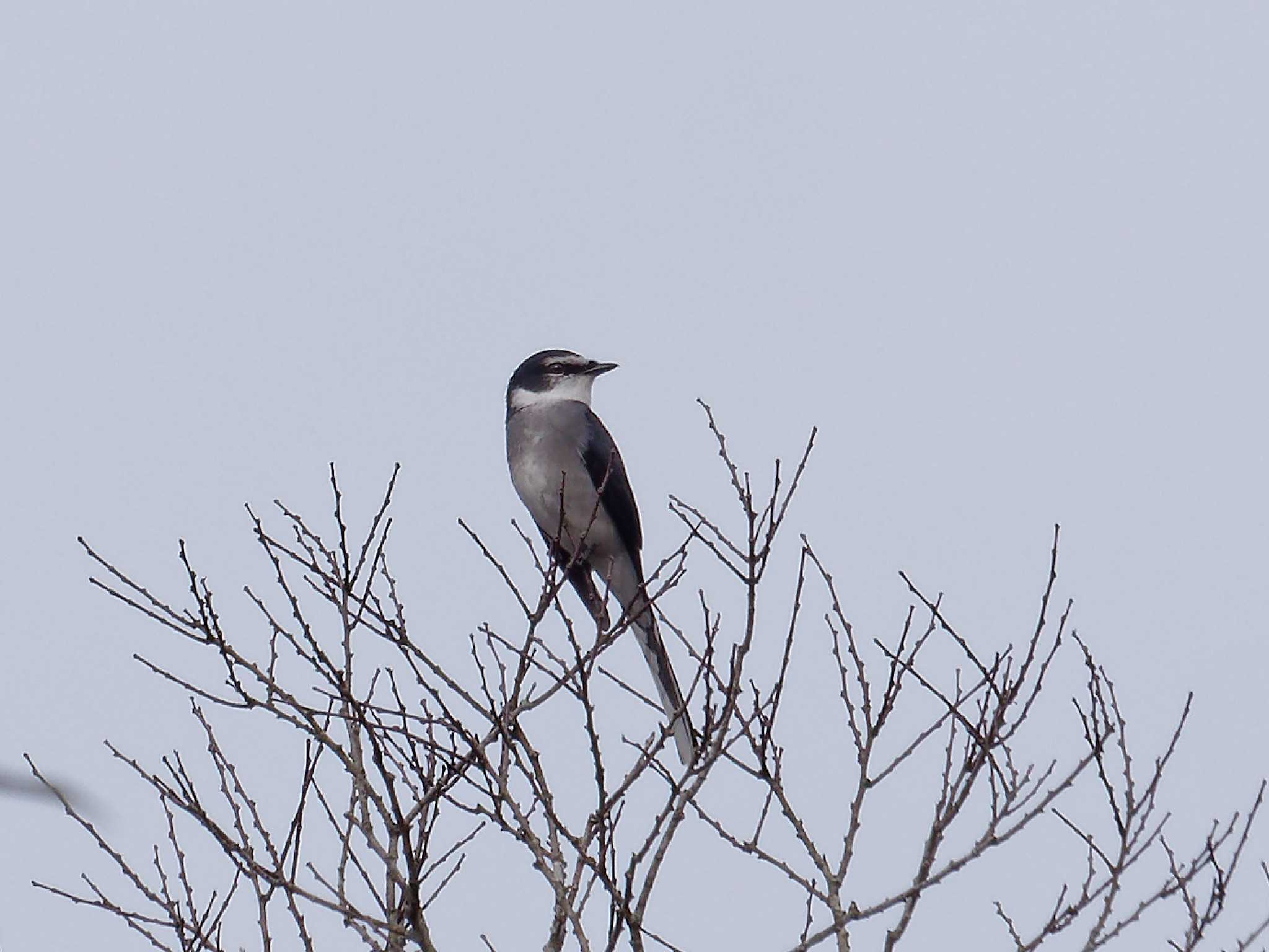 Ryukyu Minivet