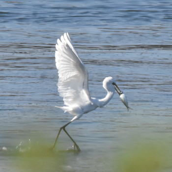 ダイサギ 葛西臨海公園 2018年10月29日(月)