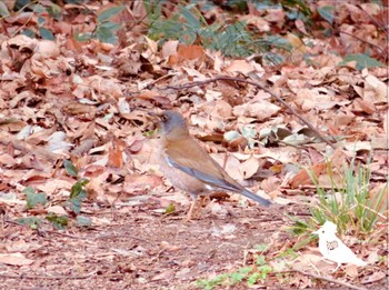 Pale Thrush Kitamoto Nature Observation Park Wed, 1/3/2024