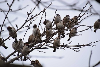 Eurasian Tree Sparrow 上堰潟公園 Sat, 12/30/2023