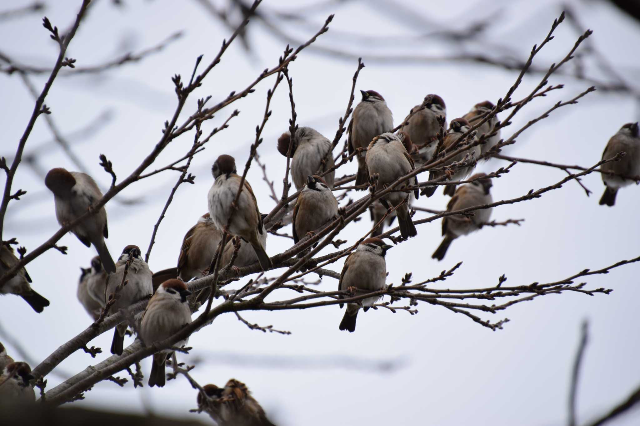 Photo of Eurasian Tree Sparrow at 上堰潟公園 by 五穀祐奈