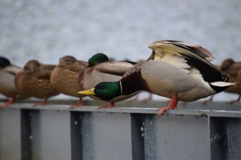 マガモ 上堰潟公園 2023年12月30日(土)