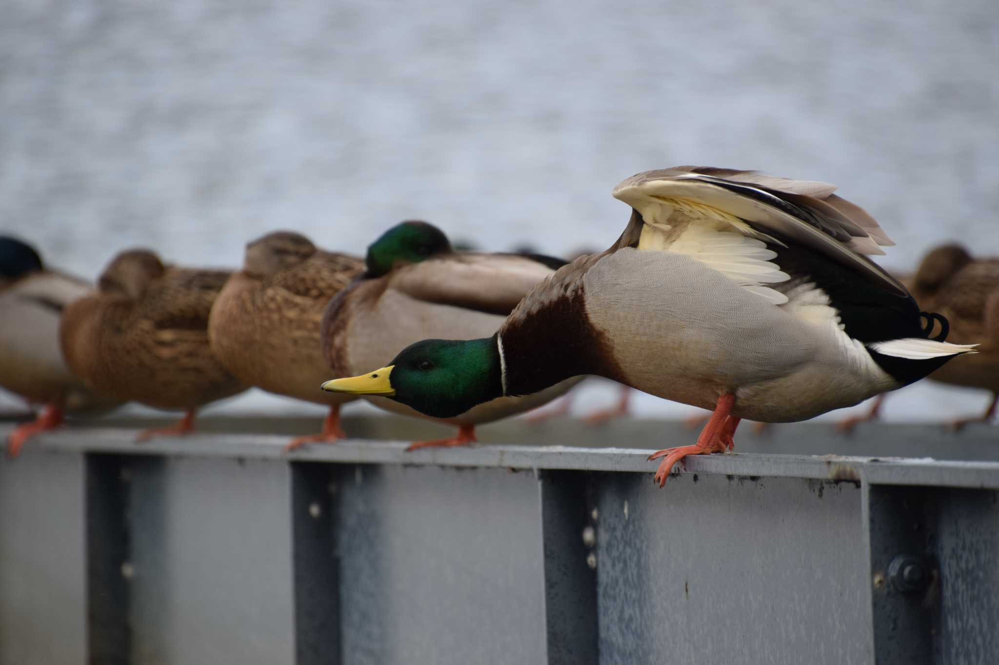 Photo of Mallard at 上堰潟公園 by 五穀祐奈