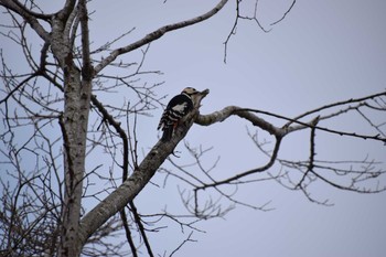 Great Spotted Woodpecker 上堰潟公園 Sat, 12/30/2023