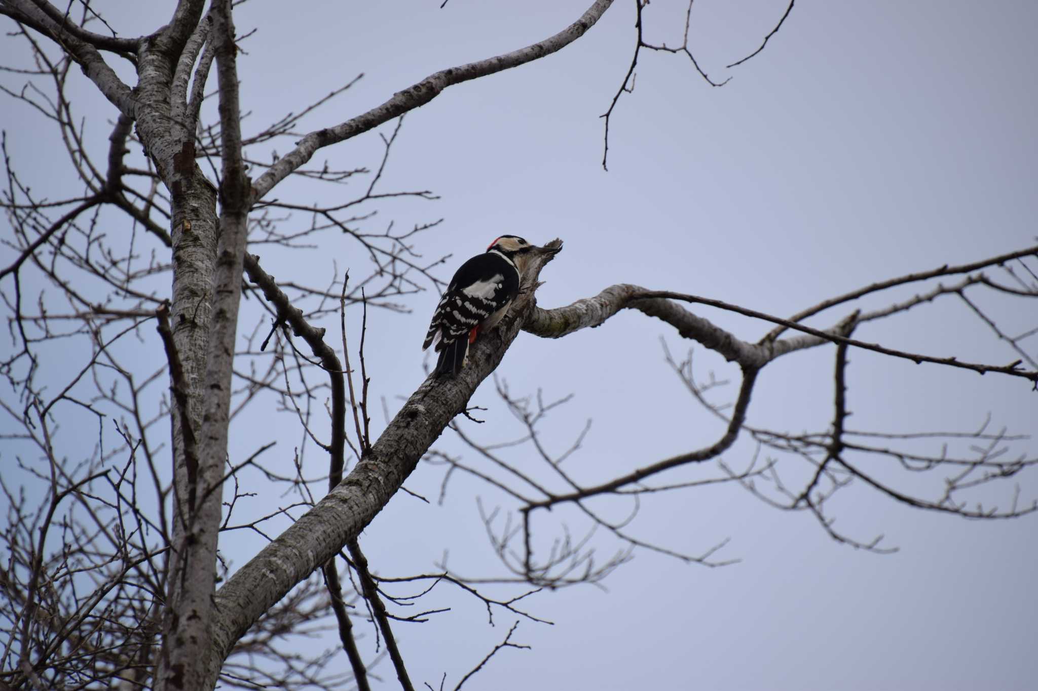 Photo of Great Spotted Woodpecker at 上堰潟公園 by 五穀祐奈