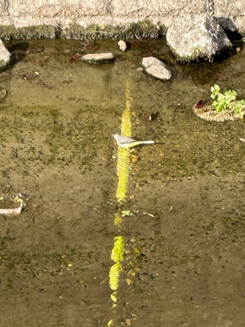 Grey Wagtail 石神井川 Sat, 12/30/2023