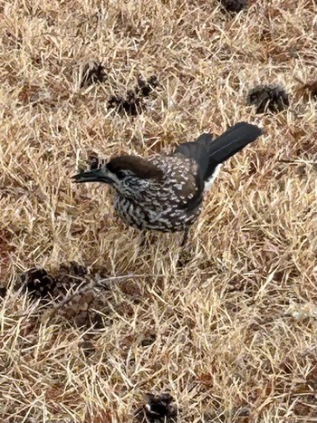 Spotted Nutcracker 室生 Wed, 1/3/2024