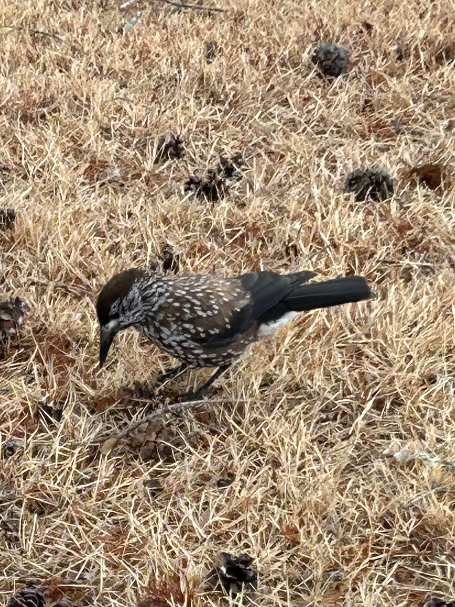 Photo of Spotted Nutcracker at 室生 by もりお