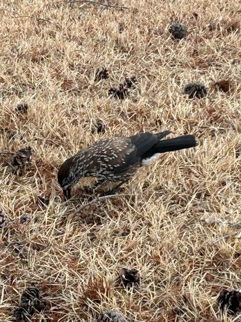 Spotted Nutcracker 室生 Wed, 1/3/2024