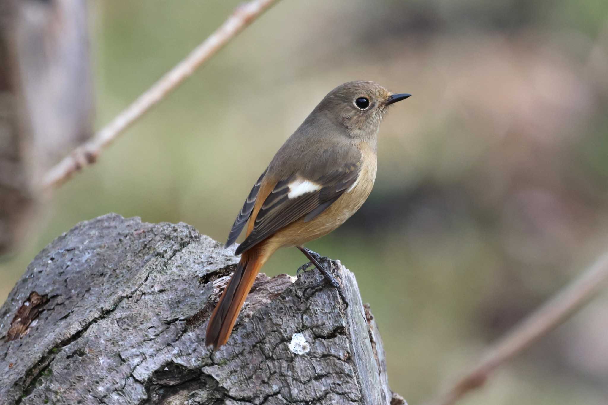 Daurian Redstart