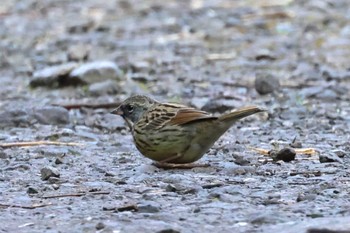 Grey Bunting Maioka Park Wed, 1/3/2024