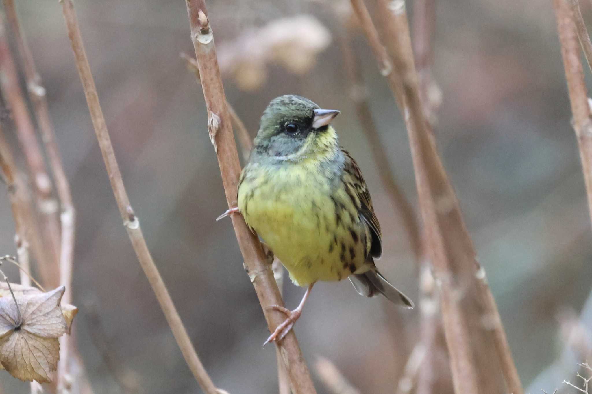 Masked Bunting