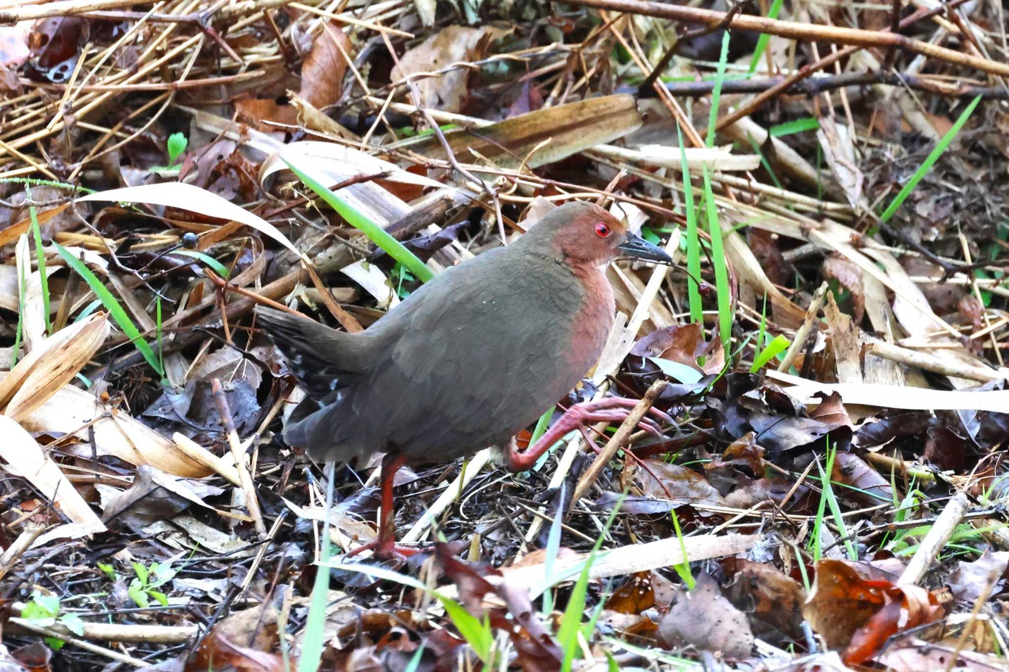 Ruddy-breasted Crake