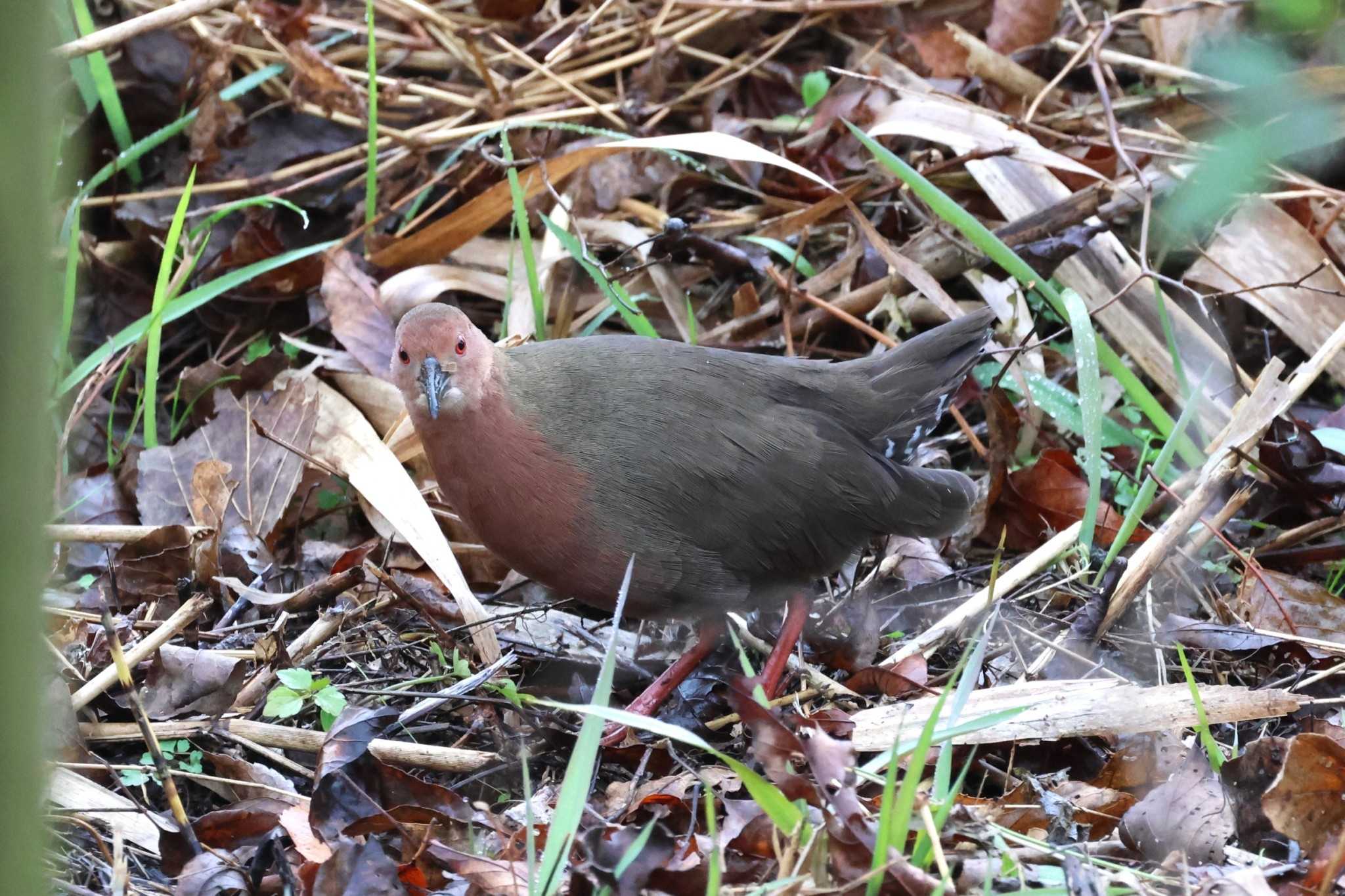 Ruddy-breasted Crake