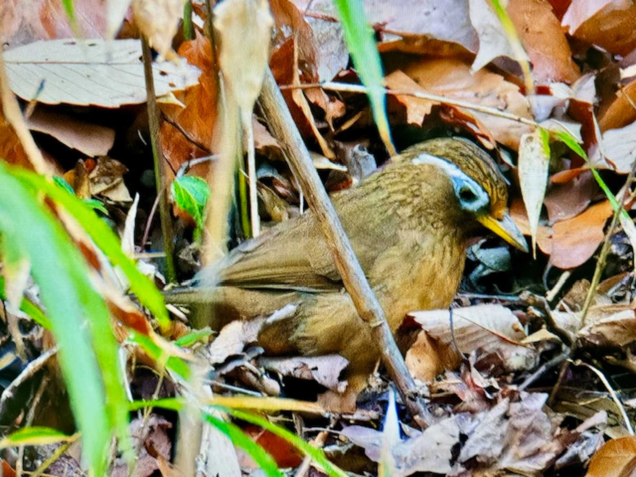 2024年1月2日(火) 小宮公園(八王子)の野鳥観察記録 by ゆるゆる 2024年1月2日(火) 小宮公園(八王子)の野鳥観察記録 by ゆるゆる
