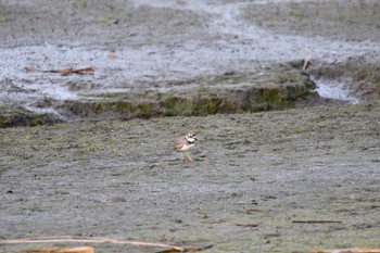 Long-billed Plover Isanuma Thu, 11/23/2023