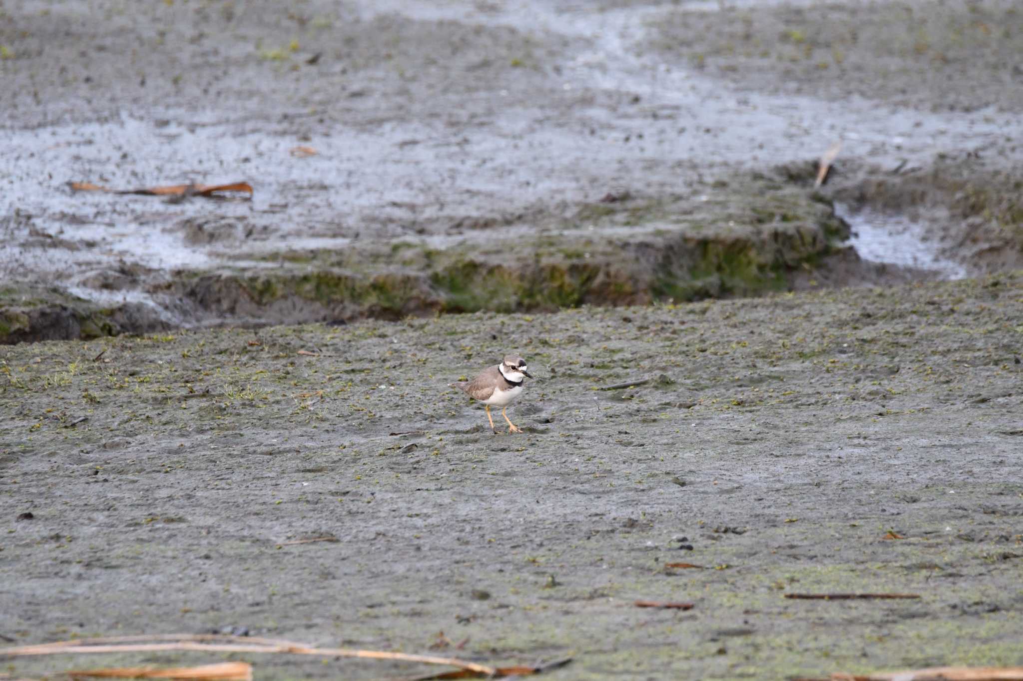 Photo of Long-billed Plover at Isanuma by のぶ