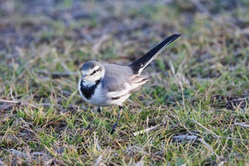 White Wagtail 本埜村白鳥の郷 Mon, 1/1/2024